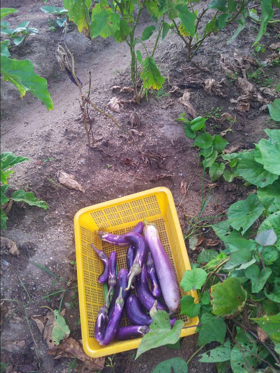20100715Organic Farm20